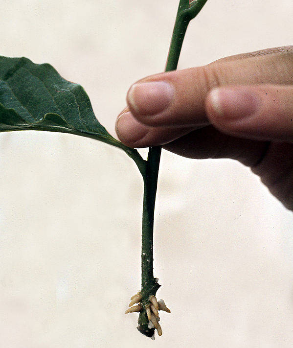 Foto de uma mão segurando um ramo de uma planta, que é a estaca, usada no plantio por estaquia.