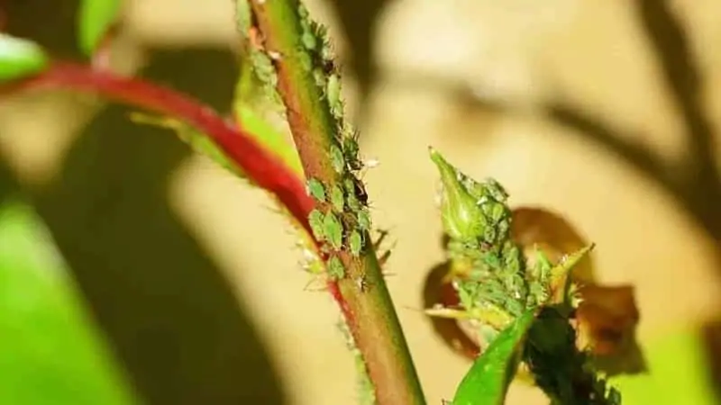 Foto mostra uma planta com vários pulgões verdes nela.