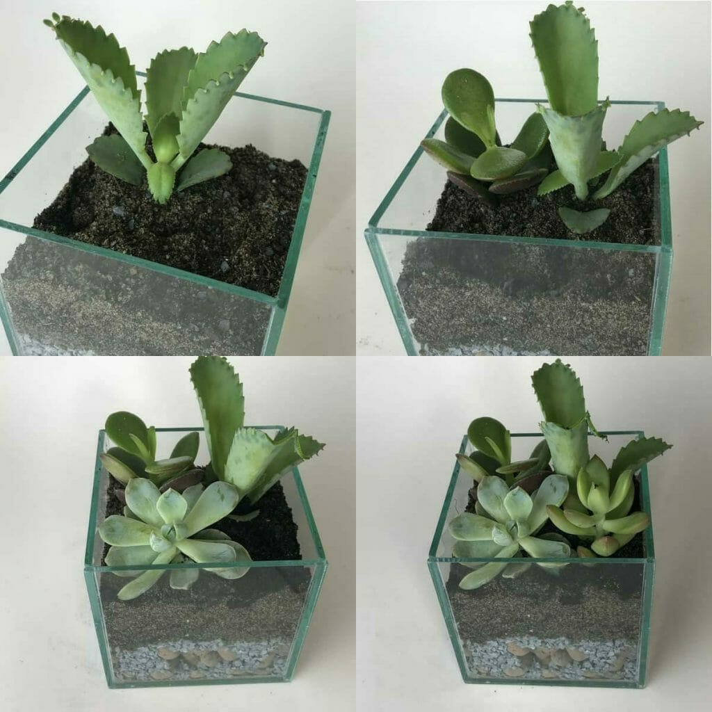 Aprenda a fazer um terrário para as suas suculentas 3