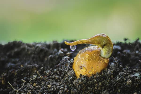 Erros comuns no cultivo de sementes em ambiente fechado 3