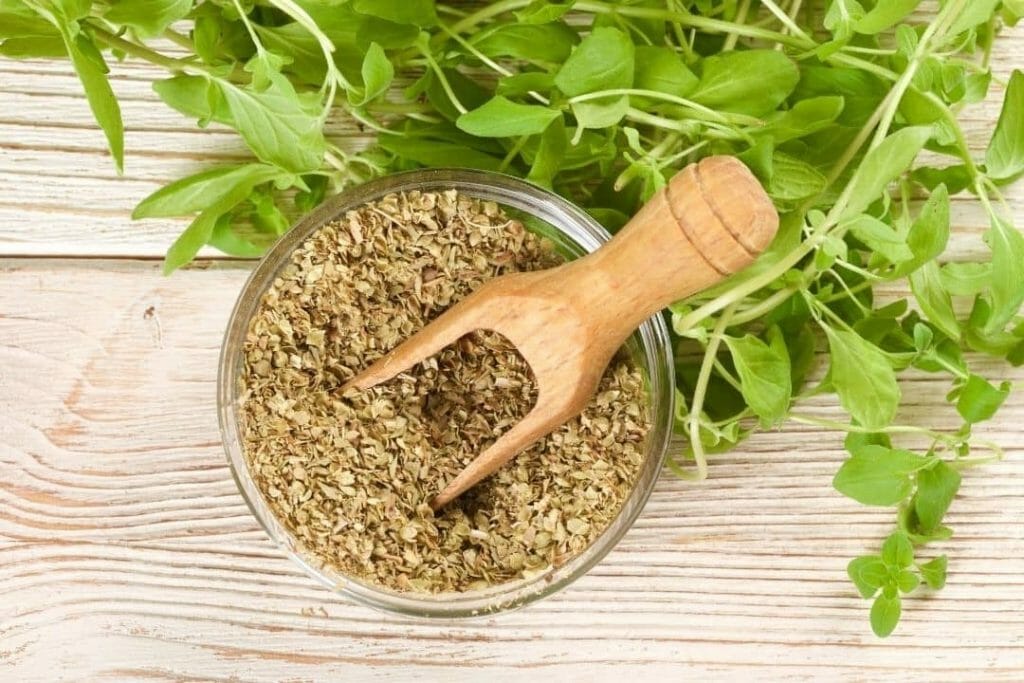 Cultivar orégano em vaso