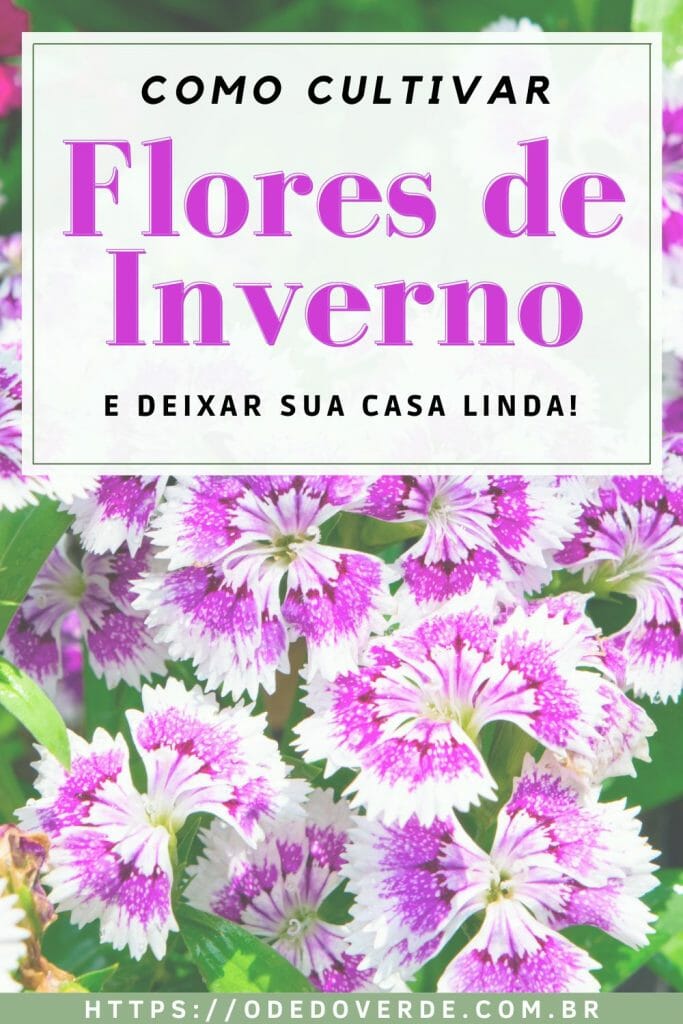 flores para plantar no inverno