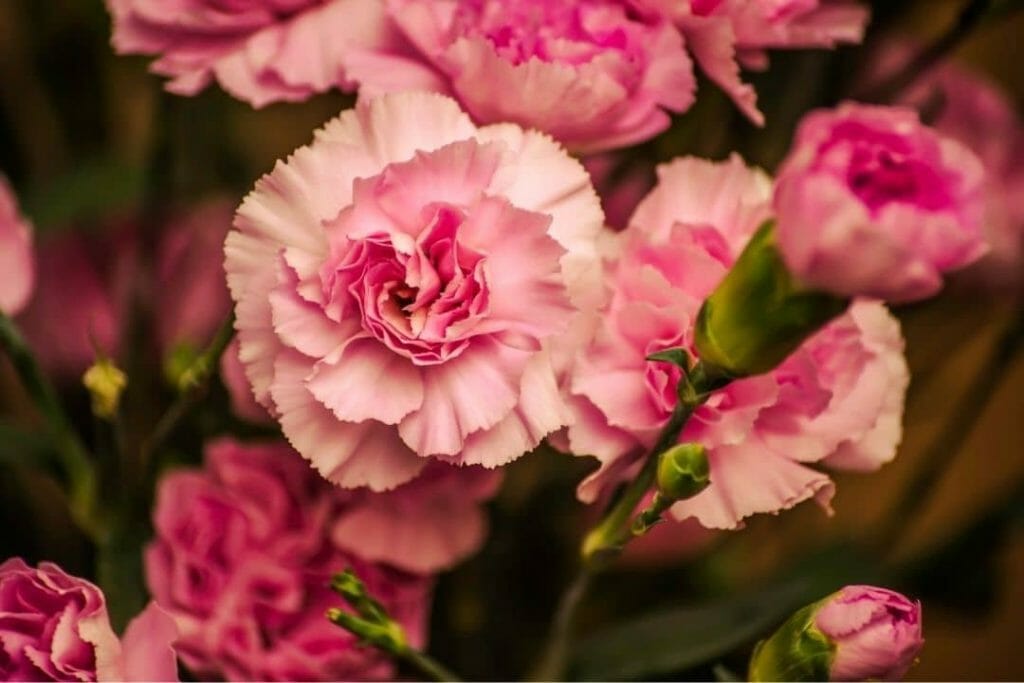 tipos de cravos flor