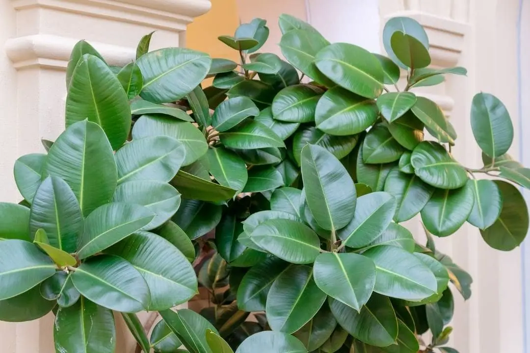Ficus elastica ajuda a purificar o ar