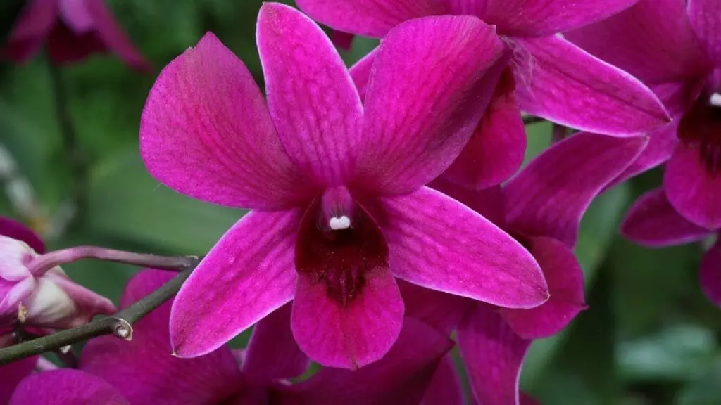 orquídeas dendrobium