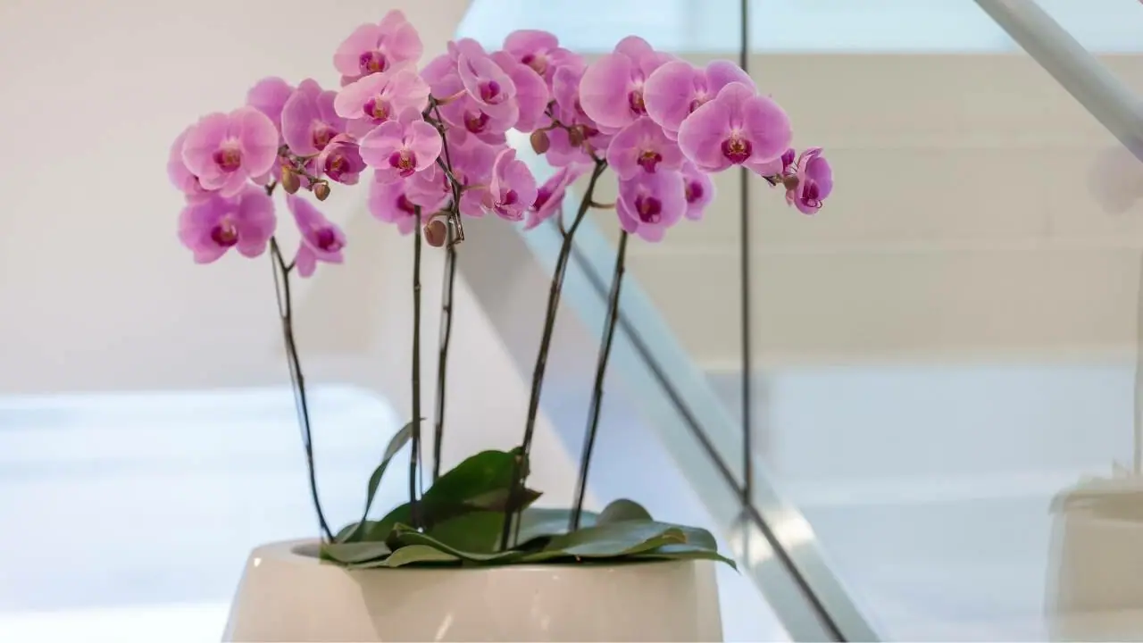 orquídeas como cuidar - orquídeas vanda
